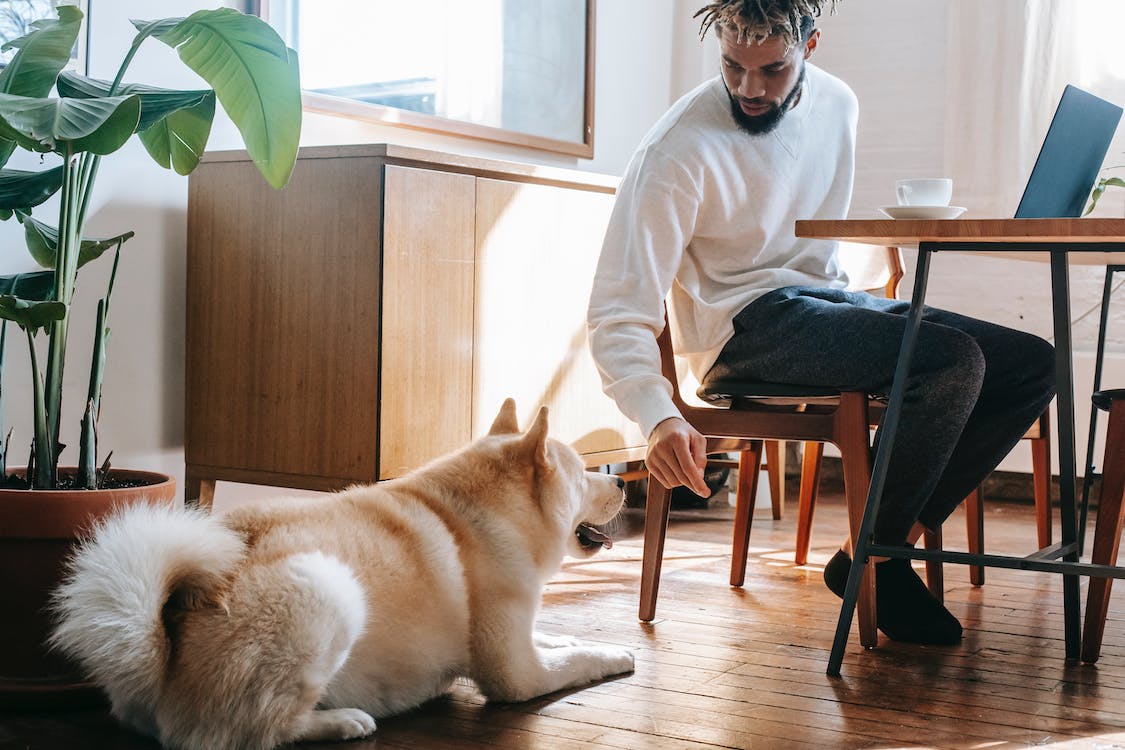 man distracted from dog while working at home