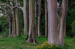 Rainbow Eucalyptus - Office Wall Art - Flowers Trees Rocks