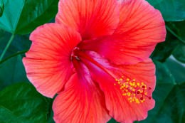 Red Hibiscus - Office Wall Art - Flowers Trees Rocks